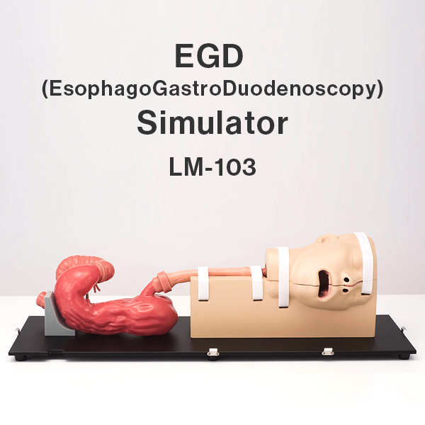 EGD (EsophagoGastroDuodenoscopy) Simulator LM-103