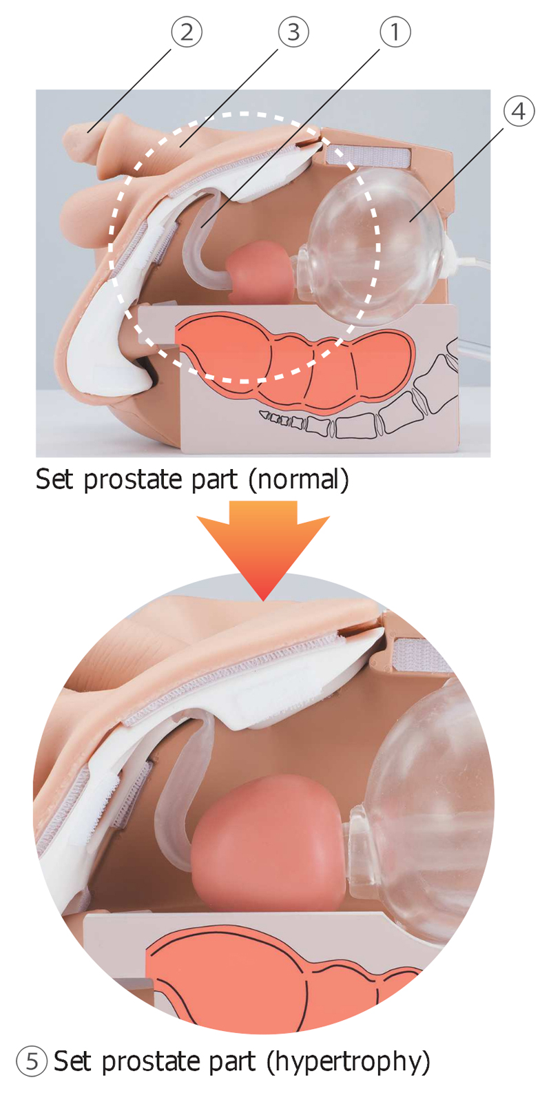 https://www.kokenmpc.co.jp/english/products/educational_medical_models/nursing/image/lm-109m/lm-109m_03.jpg